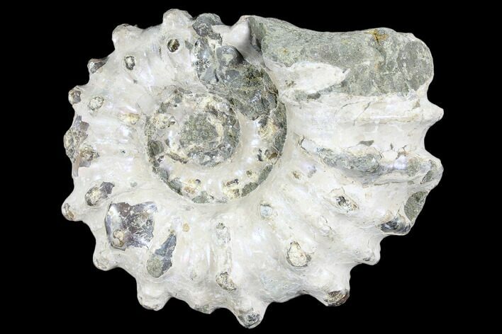 Bumpy Ammonite (Douvilleiceras) Fossil - Madagascar #103048